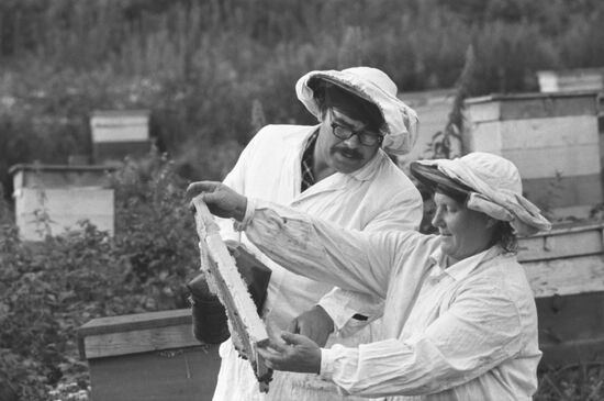 Bee-keeping farm in Verkhny Maizas town