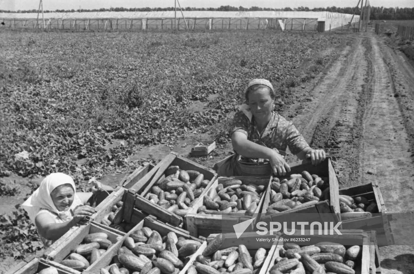Mayak Revolyutsii collective farm in Krasnodar Territory