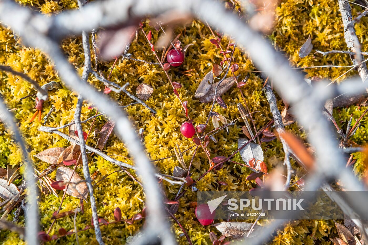 Black grouse mating season in Karelia