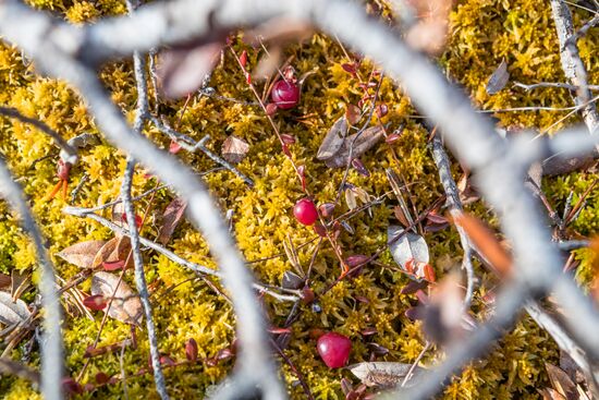 Black grouse mating season in Karelia