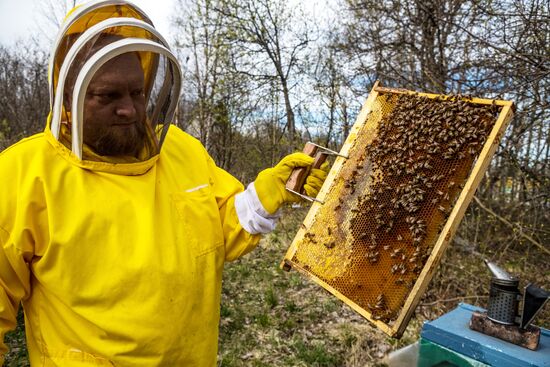 Russia Apiary