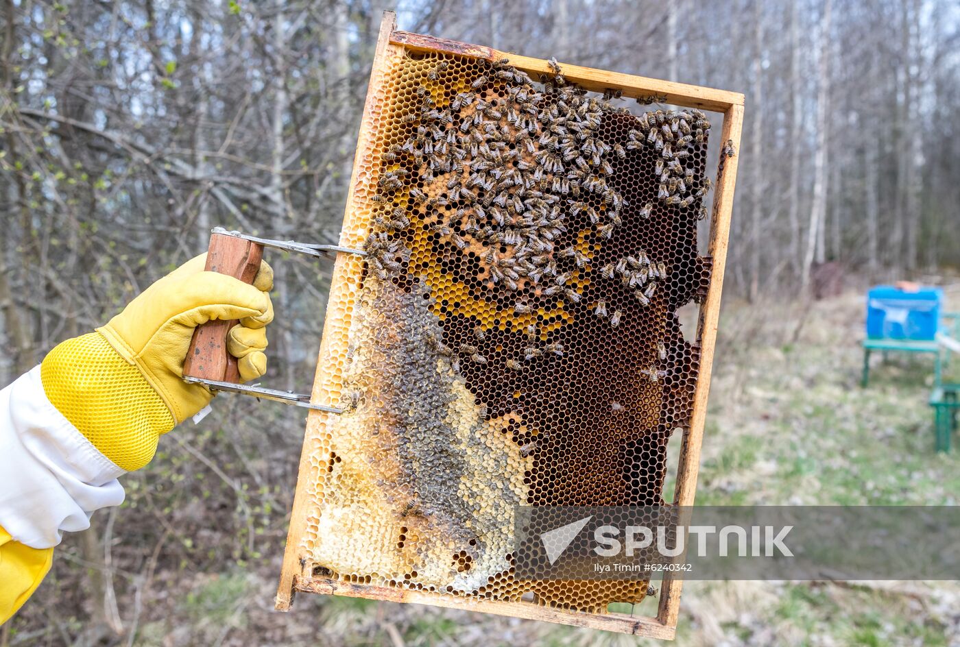 Russia Apiary