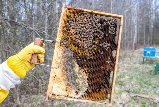 Russia Apiary