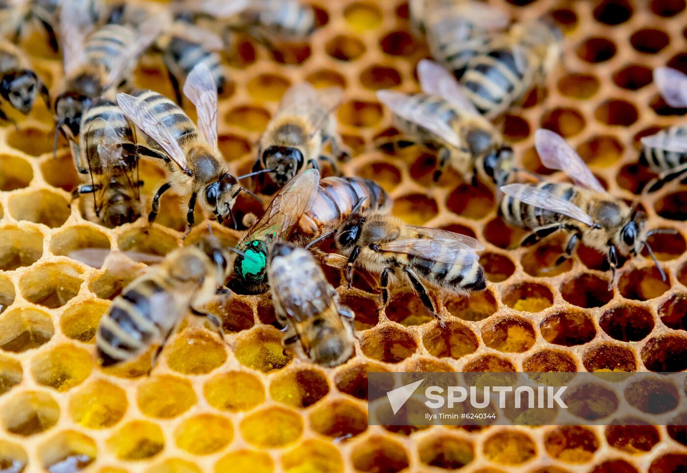 Russia Apiary