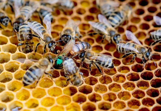 Russia Apiary