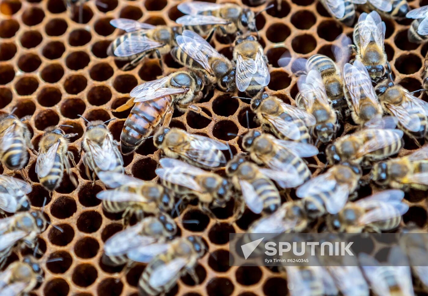 Russia Apiary