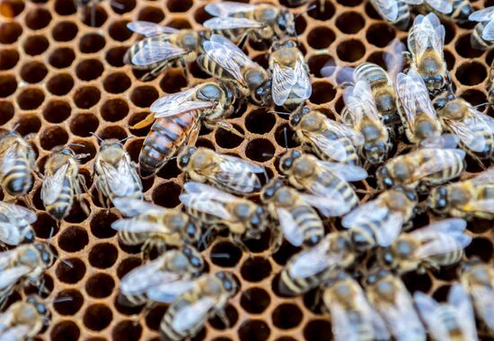 Russia Apiary