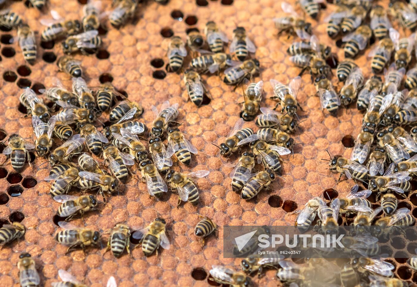 Russia Apiary