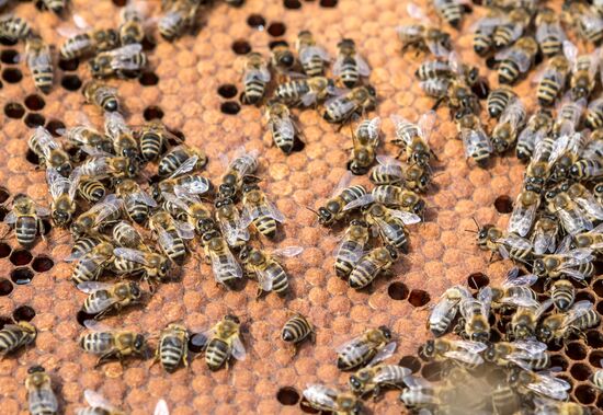 Russia Apiary