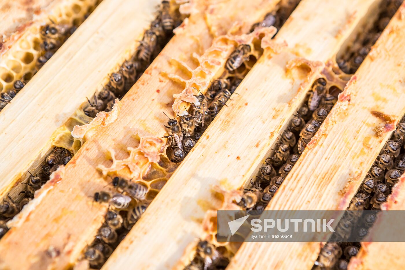 Russia Apiary