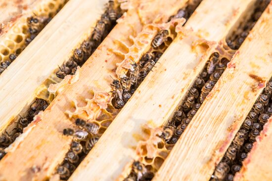 Russia Apiary