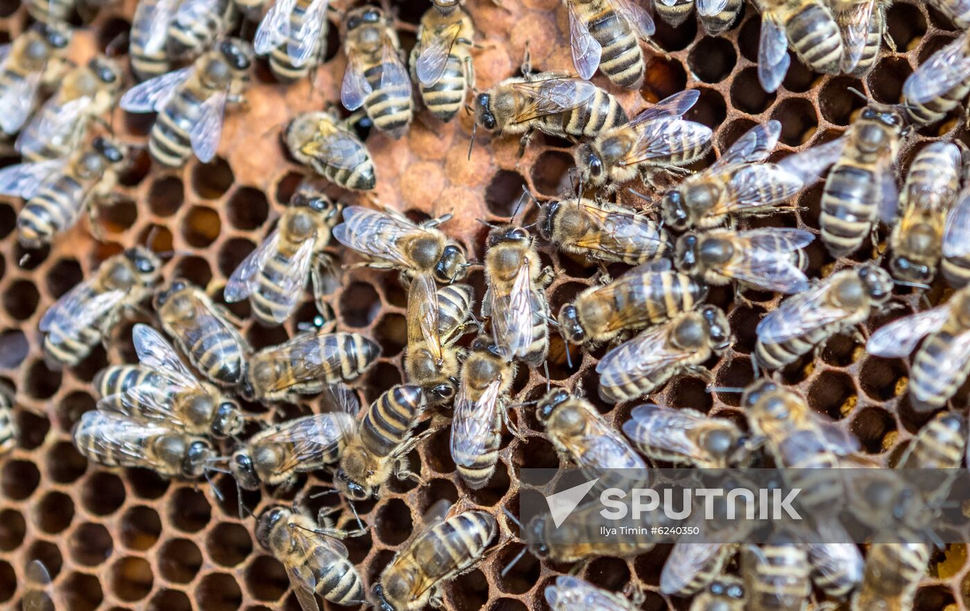 Russia Apiary