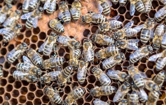 Russia Apiary