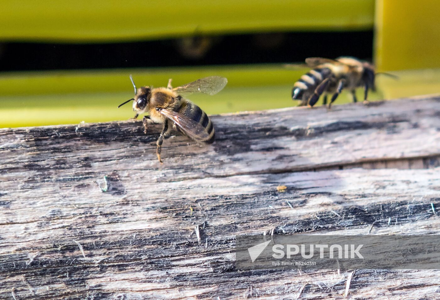 Russia Apiary