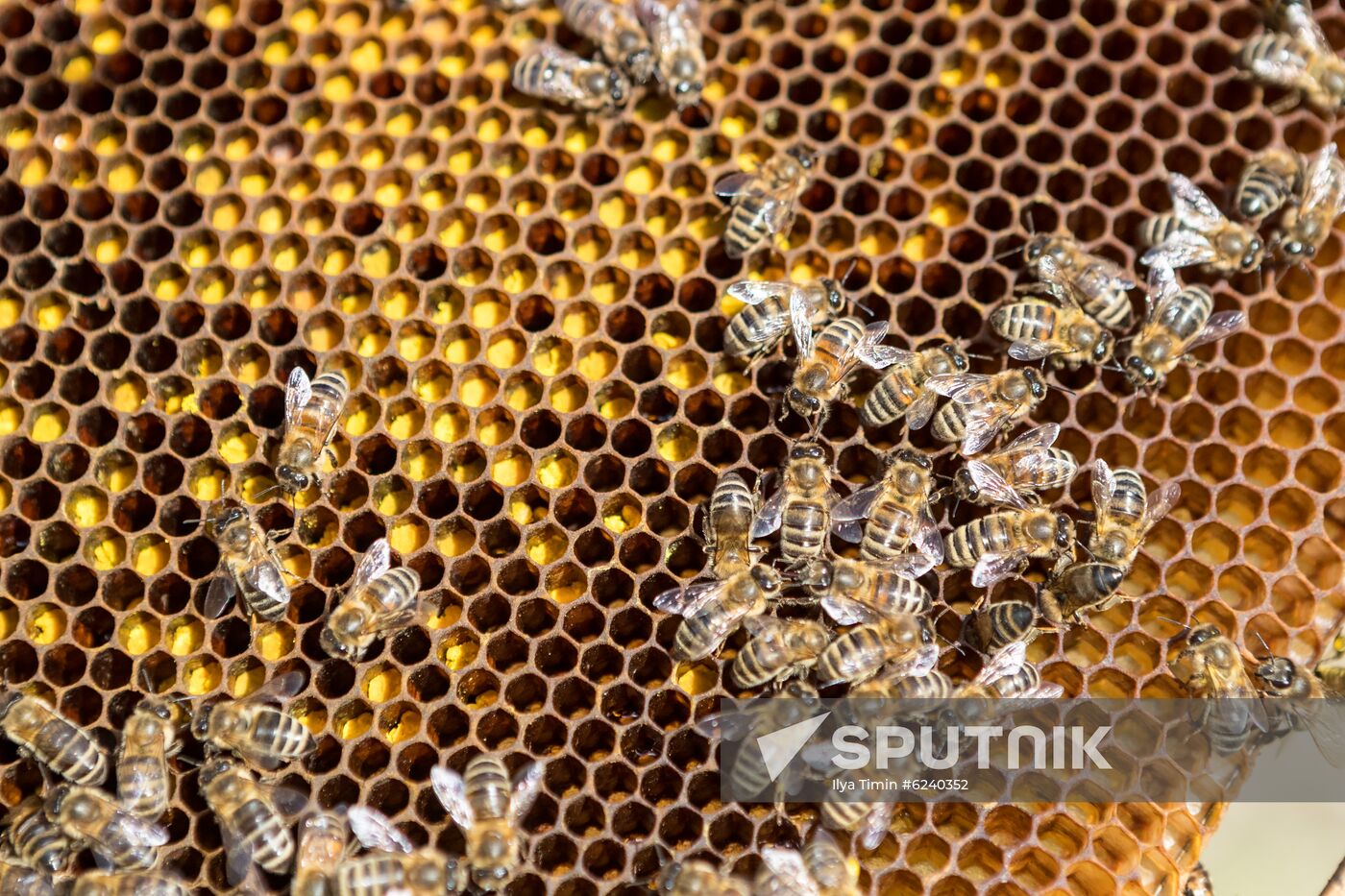 Russia Apiary