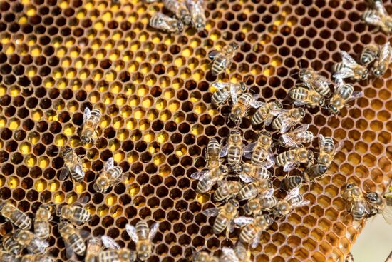 Russia Apiary