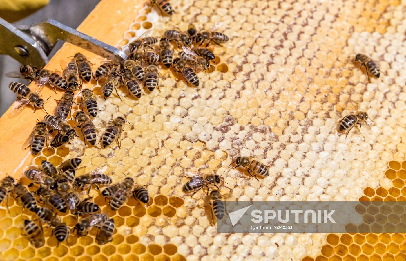 Russia Apiary