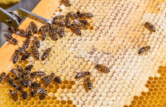 Russia Apiary