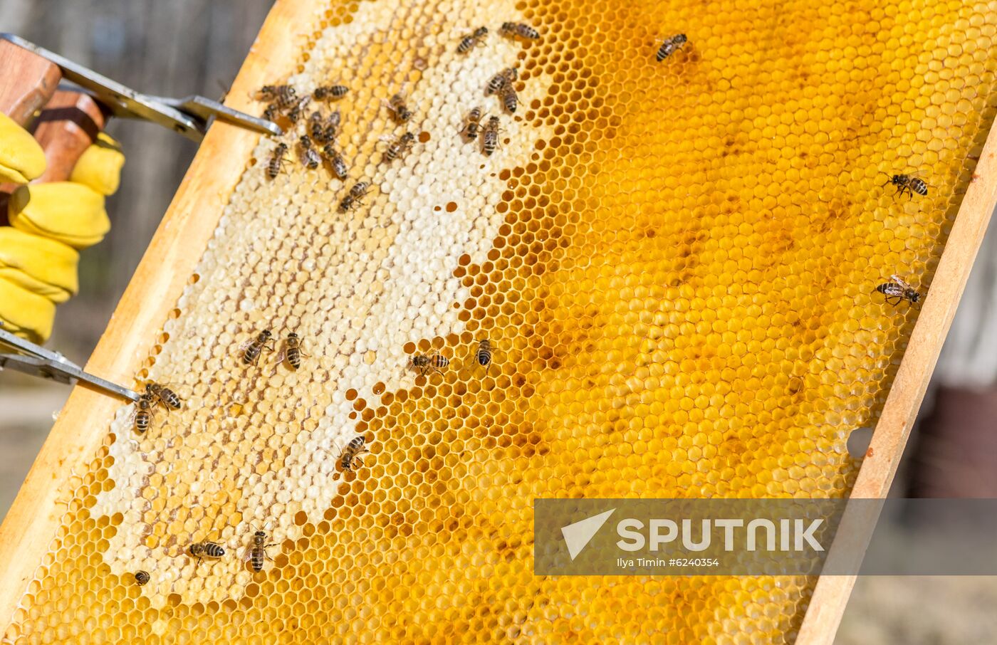Russia Apiary