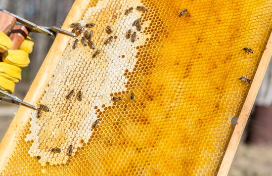 Russia Apiary