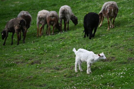 Russia Ecological Farming