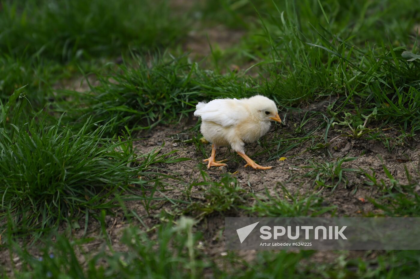 Russia Ecological Farming