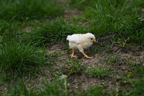 Russia Ecological Farming