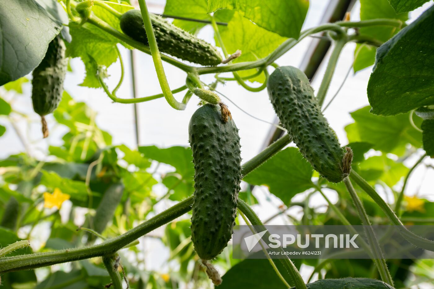 Russia Ecological Farming