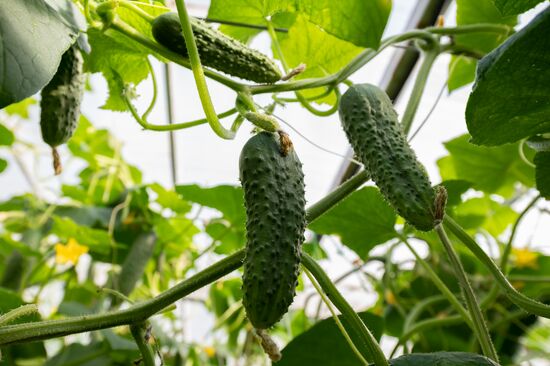 Russia Ecological Farming