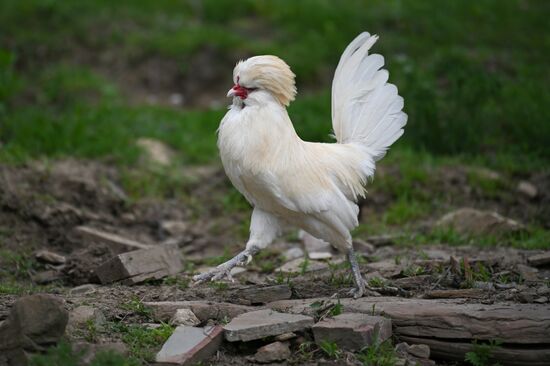 Russia Ecological Farming