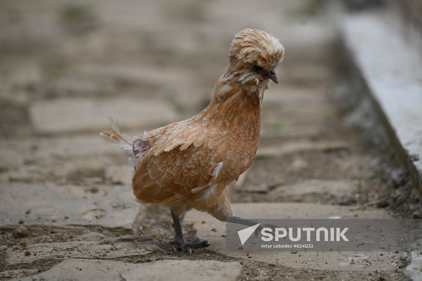 Russia Ecological Farming