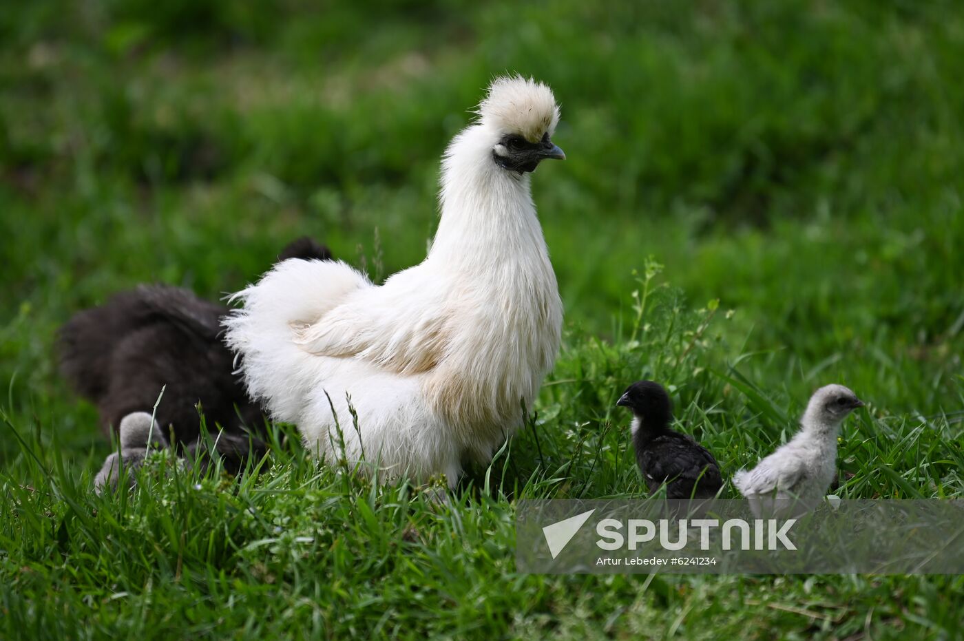 Russia Ecological Farming