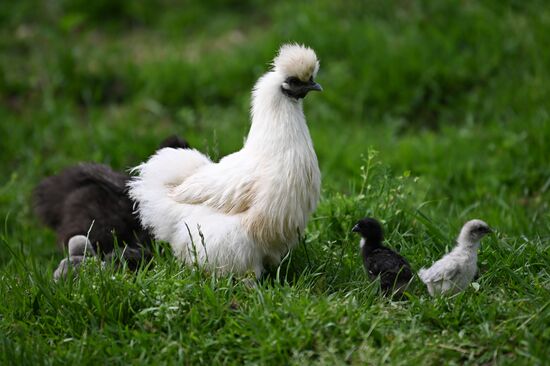 Russia Ecological Farming