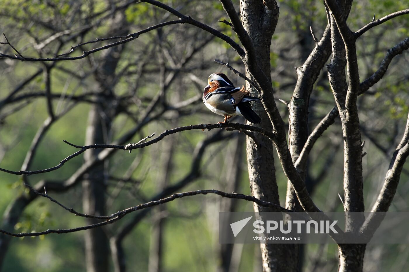 Russia Daily Life