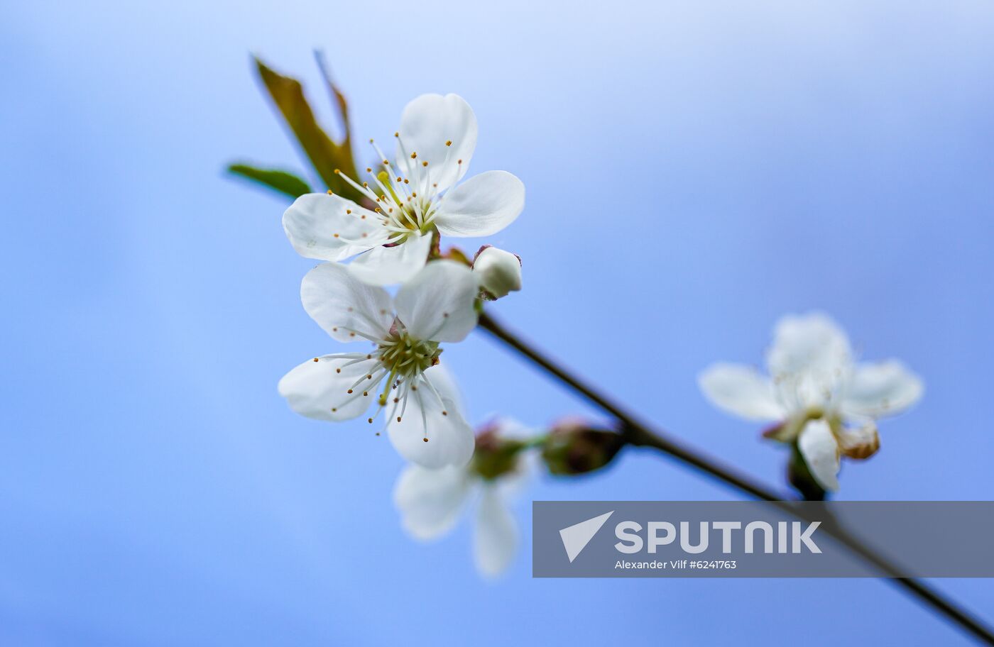Russia Spring