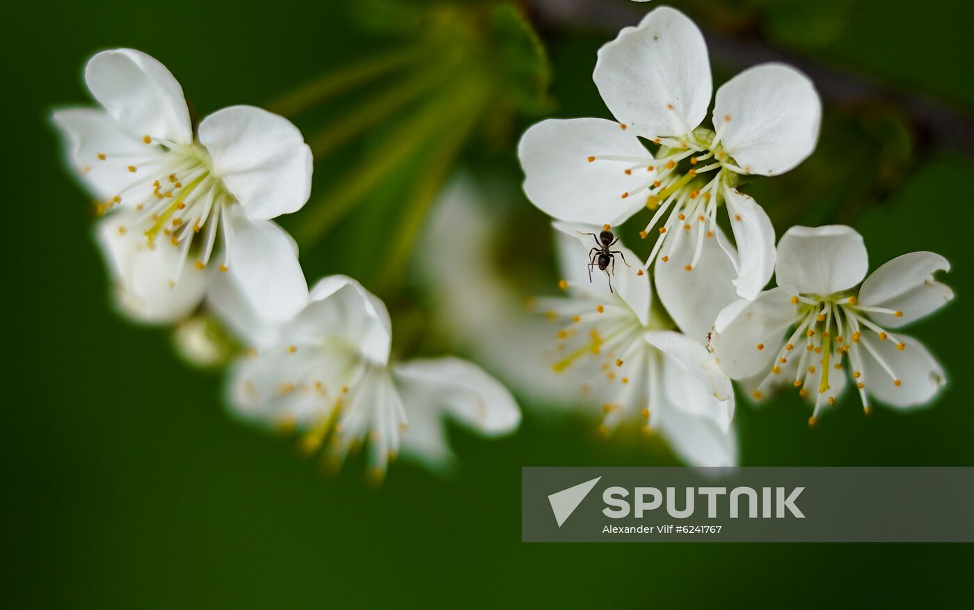 Russia Spring