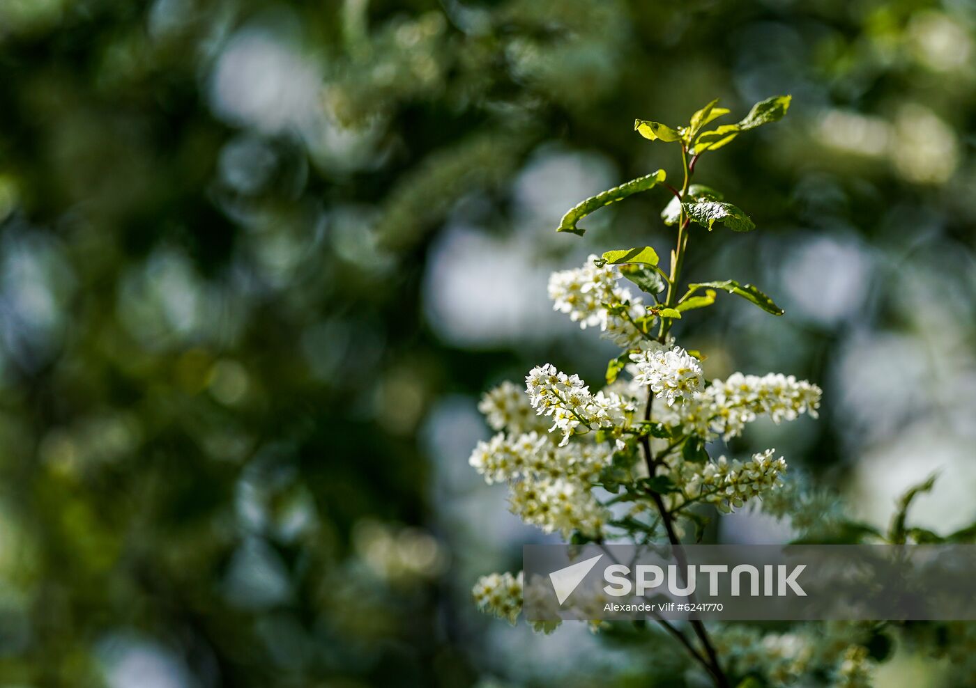 Russia Spring