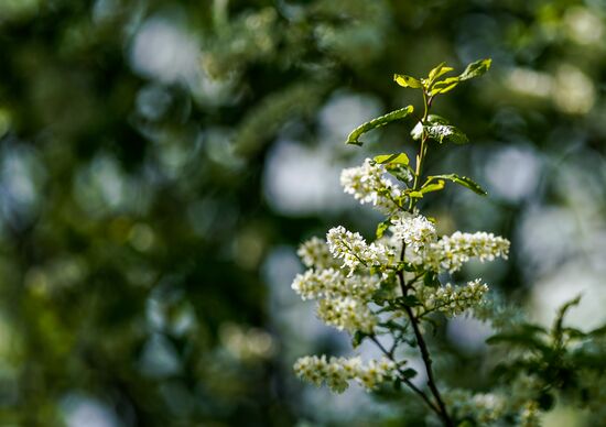 Russia Spring