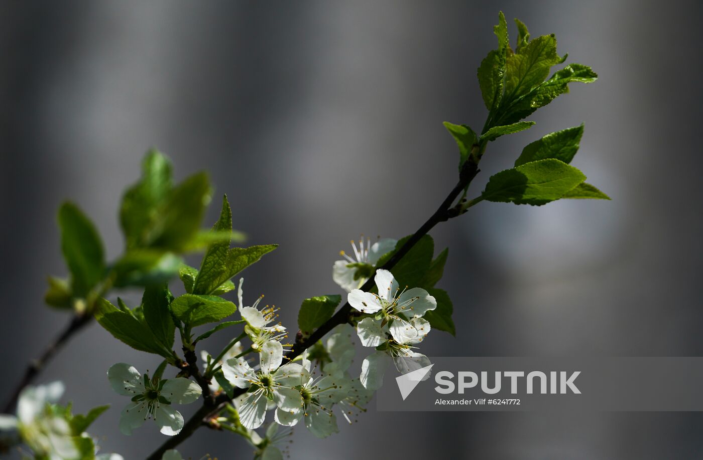 Russia Spring