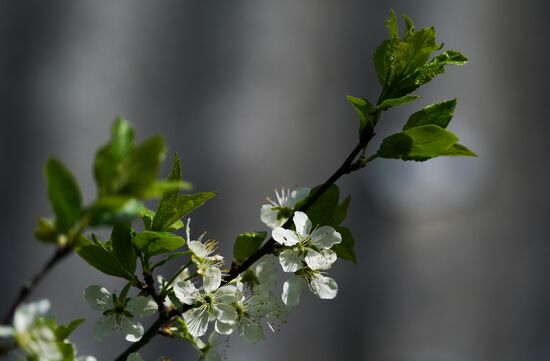 Russia Spring