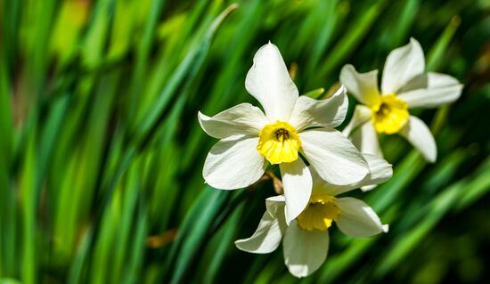 Russia Spring