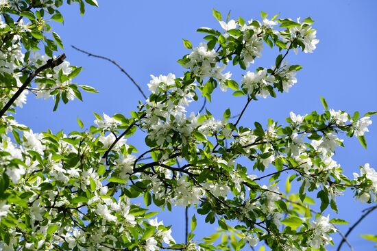 Russia Spring