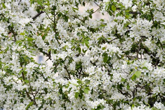 Russia Spring