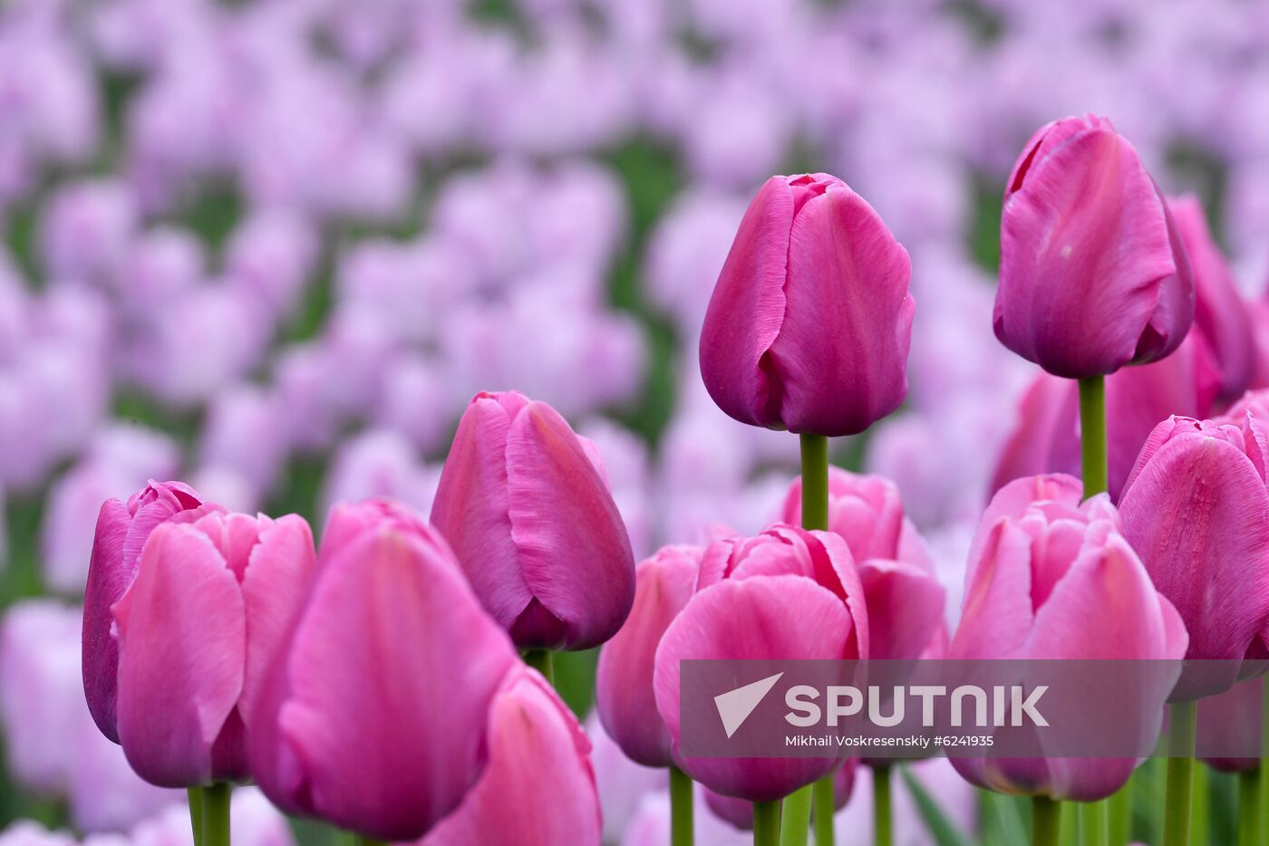 Russia Spring