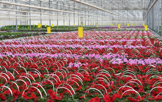 Russia Agricultural