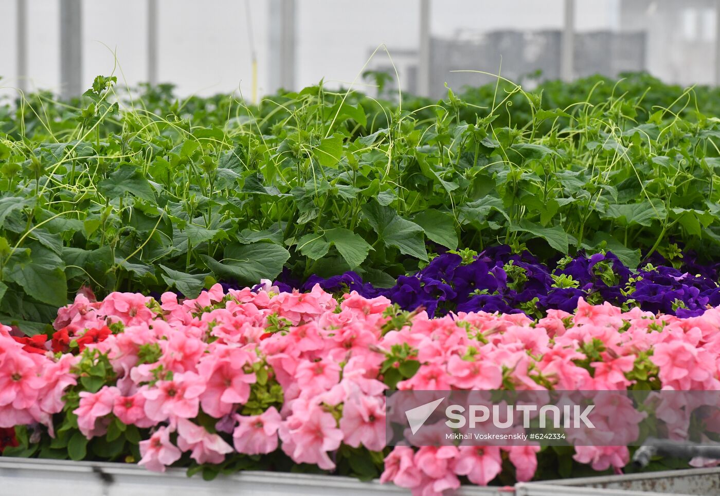 Russia Agricultural
