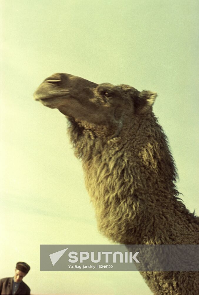 Camel in Karakum Desert