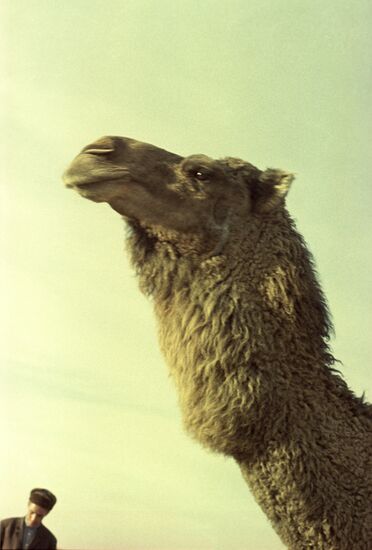 Camel in Karakum Desert