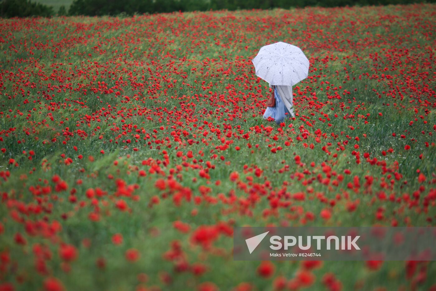Russia Poppies