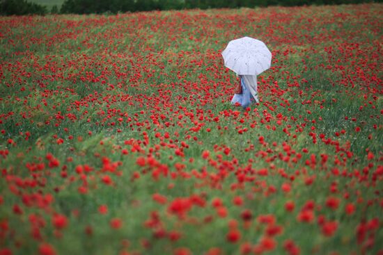 Russia Poppies